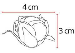 BOUQUET CAMELIA X13 31CM CREME AM OUTONO