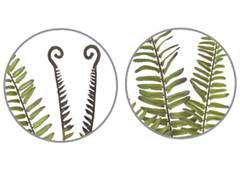 FOLHAGEM SAMAMBAIA 65CM PLANTA X16 VERDE